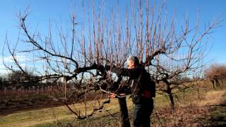 Fondazione Minoprio  LA POTATURA DEL CACHI 2 [upl. by Ellehsyt518]