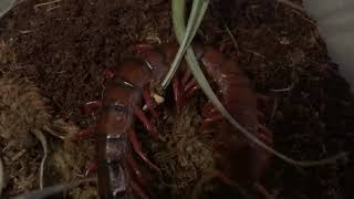 Scolopendra dehaani quotcherry redquot feeding [upl. by Ytsur]