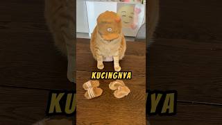 Kucing Paling DiMANJA❗❤ andreamancino shorts kucing videoviral [upl. by Nohtiek]