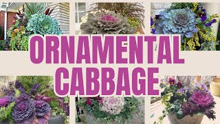 Ornamental cabbage [upl. by Ahtabbat950]