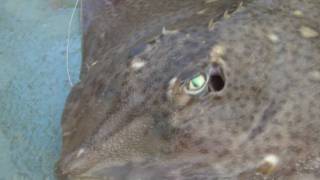 Anchorman Charters  Rays and Eels [upl. by Fleisher]