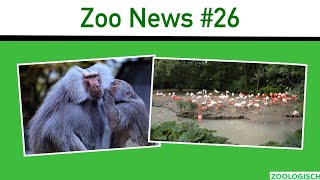 Fatale Pavianabgabe vom Zoo Augsburg und Wissenschaftliche Weltpremiere in München  Zoo News 26 [upl. by Ailil327]