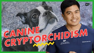 Cryptorchidism in Dogs [upl. by Nyrraf817]