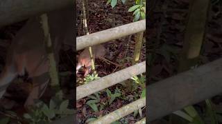 Whitetailed deer in the rainforest  Odocoileus virginianus  Mammal watching Costa Rica 🇨🇷 [upl. by Dalli]