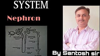 Structure and function Of Nephron Class 10 [upl. by Ecallaw493]