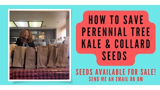 How To Save amp Store Perennial Tree Kale amp Collard Seeds Pt2  Tree Kale amp Collard Seeds Are On Sale [upl. by Nnylirret528]