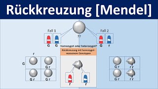 Rückkreuzung Mendel  Biologie Genetik Mittel und Oberstufe [upl. by Jamey]