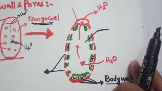 Phylum Porifera Zoology Fsc part 1 [upl. by Burgwell]