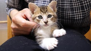 子猫は元気に成長したけど甘えん坊だけが治りません【赤ちゃん猫 保護猫】 [upl. by Rheingold]