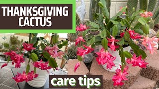 Thanksgiving Cactus How I Care for It  Schlumbergera truncata [upl. by Uchida]