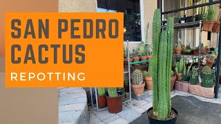 Repotting a San Pedro Cactus Echinopsis Pachanoi  Repot a Cactus [upl. by Siramaj405]