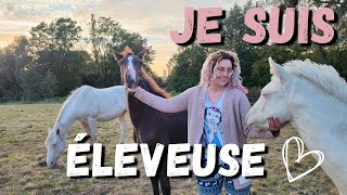 LE DÉBUT DE LAVENTURE  Mon élevage de chevaux ✨ [upl. by Roberts]