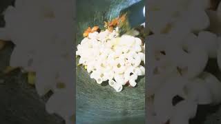 Macaroni pasta recipe very simply without any sauce bt heavy tasty 👍 [upl. by Meggy]