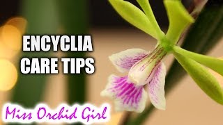 Care tips for Encyclia Orchids  Epicyclia Serena ONeill in bloom [upl. by Dranal]