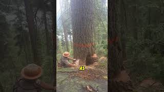 Tree Felling Jobs treefelling chainsawman logging [upl. by Analra]