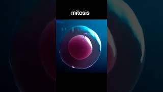 Mitotic and Meiotic Cell Division  Full Guide  Biology Simplified [upl. by Av]