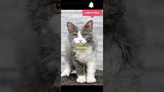 Meet the Adorable Selkirk Rex cat cute funny pets [upl. by Wandis406]