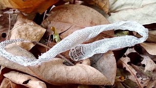 HOW TO FIND SNAKES  HERPING FOR BEGINNERS [upl. by Stormi]