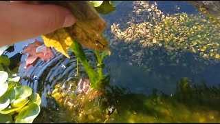 Easy STRING ALGAE control for a NATURALLY CLEAN and CLEAR POND [upl. by Nyrrat]