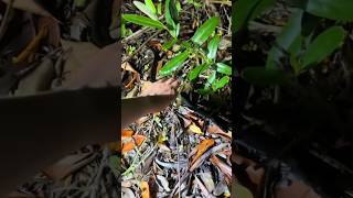 Catching Snakes in Florida [upl. by Fulmis]