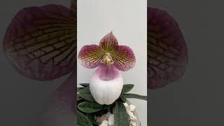 Paphiopedilum Micrantum Var Eburneum [upl. by Eixela979]