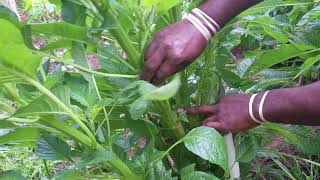 How to Cut Callaloo for a Continuous Harvest All Season Long [upl. by Noral]