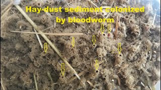 Bloodworm grown in a haydust for my fish [upl. by Otiv358]