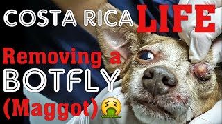 Costa Rica Life 🇨🇷 Removing a Botfly Maggot From Pets in Costa Rica [upl. by Phipps]