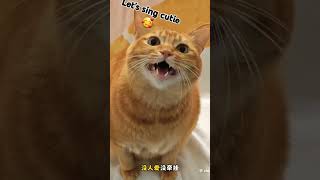 Cute orange tabby cat sings a Chinese song [upl. by Sandro902]