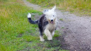 Grooming an Old English Sheepdog TimeLapse Tutorial [upl. by Ana]