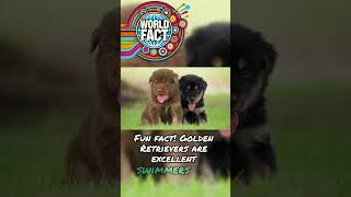 Pact about Golden Retriever dogs dog goldenretriever facts animal [upl. by Oniratac]