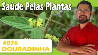 Saúde Pelas Plantas  Douradinha infecção urinária cistite pressão alta cicatrizante [upl. by Lerrad]