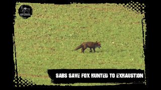 Sabs save fox hunted to exhaustion [upl. by Suivat]