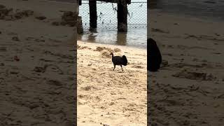 Brush turkey 🦃 at BalmoralBeach 🏖️ sydney shorts bushturkey birds birdlife wildlife [upl. by Yrtua]