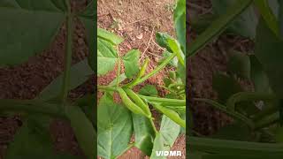 Our nature life shortsfeed viralshort lifestyle nature gardening naturelover farming healthy [upl. by Aleetha]