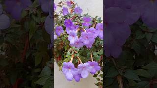 Violeta Pendente  Achimenes Grandiflora 🥰 floreslindas cultivodeplantas floresroxas [upl. by Leirvag17]