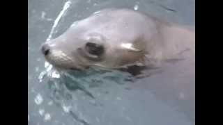 Shark Attack at Farallones predation on seal [upl. by Nance]