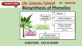 Biosynthesis Of Phenolics Shikimic Acid Pathway [upl. by Gillmore]