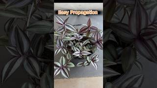 Repotting Dying Tradescantia Zebrina propagation repotting gardening [upl. by Stovall]