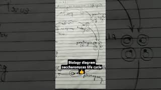 biology diagram class important botany saccharomyces cervisiae life cycle biology youtubeshorts 👍 [upl. by Leahcimnhoj]