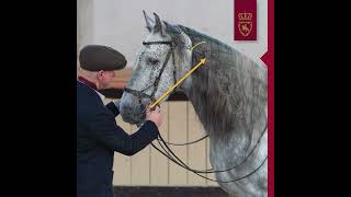 OnlineReitkunstseminar „Pferde gesund bewegen“  Fürstliche Hofreitschule Bückeburg [upl. by Nialb547]