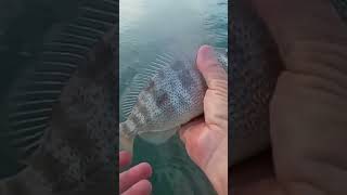 Pig Fish shortvideo fishing saltwaterfish pigfish [upl. by Aniela]