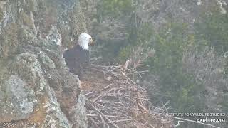 West End Bald Eagles 11192024 2345 [upl. by Nylatsirhc684]