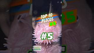 TOP 10 PLECOS 5 [upl. by Riannon]