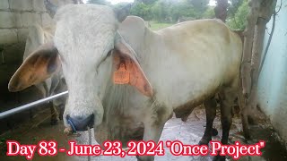 ONCE PROJECT  PART 13  Day 83 120 days cow feeding [upl. by Gula]