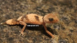 NEPHRURUS WHEELERI CINCTUS UPDATE MARCH 2017 [upl. by Ecinnahs514]