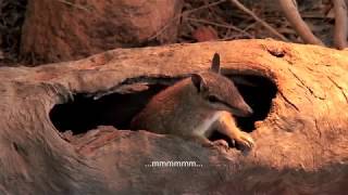 Numbat  Life in Captivity [upl. by Cykana938]