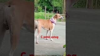 C putol asteg 😱😱😱viralvideo chowchow trinding [upl. by Allana]