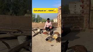 Cat attack on COCK🫨 petlover minivlog pigeon birds murga aseelmurga catattack ducks [upl. by Ruvolo]