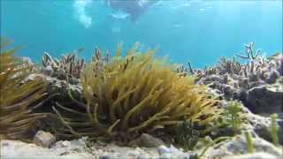 Snorkeling Junkanoo Beach Nassau Bahamas 2015 [upl. by Ahtaela]